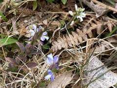 Polygala serpyllifolia