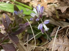 Polygala serpyllifolia