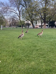 Alopochen aegyptiaca