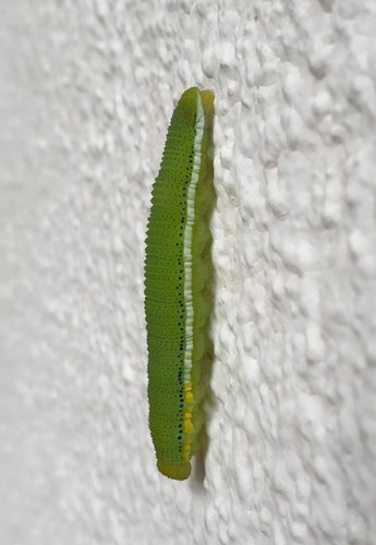 Lemon Migrant photo 3