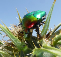 Protaetia cuprea ignicollis