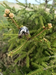 Lanius excubitor