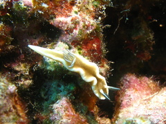 Doriprismatica tibboeli