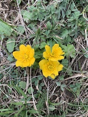 Trollius ranunculinus
