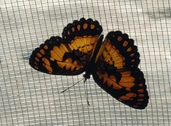 Byblia anvatara crameri