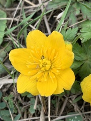 Trollius ranunculinus