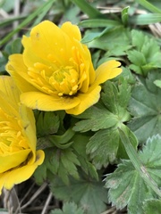 Trollius ranunculinus
