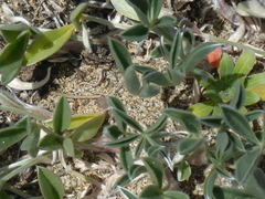 Lupinus tidestromii