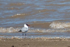 Chroicocephalus ridibundus