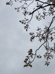Magnoliopsida