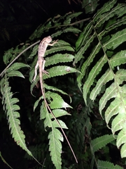 Calotes emma