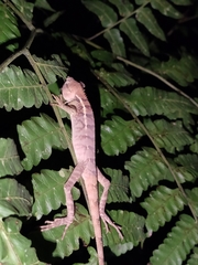 Calotes emma
