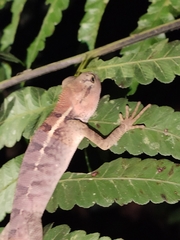 Calotes emma