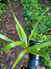 Dracaena