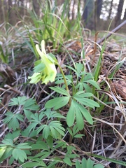 Corydalis bracteata