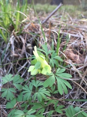 Corydalis bracteata