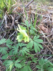 Corydalis bracteata