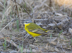 Motacilla flava beema