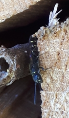 Monosapyga clavicornis