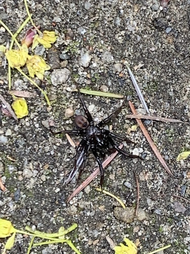 Antrodiaetus cerberus