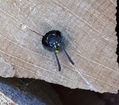 Monosapyga clavicornis