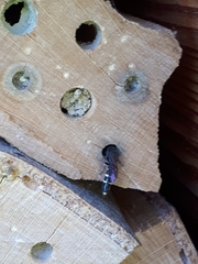 Monosapyga clavicornis