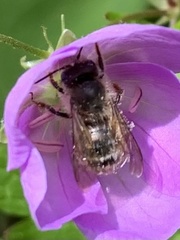 Osmia cornifrons
