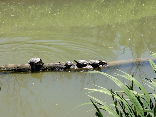 Sjevernoamerička vodena kornjača (Trachemys scripta)