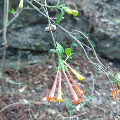 Bouvardia chrysantha