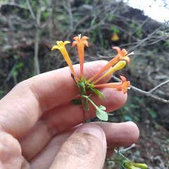 Bouvardia chrysantha