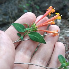 Bouvardia chrysantha