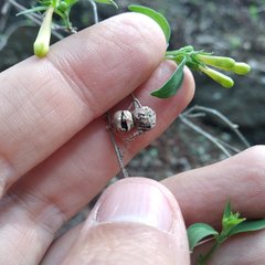 Bouvardia chrysantha