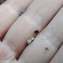 Bouvardia chrysantha