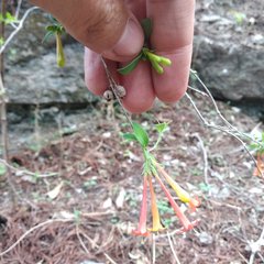 Bouvardia chrysantha