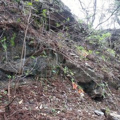 Bouvardia chrysantha