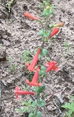 Penstemon murrayanus