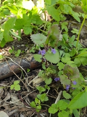 Glechoma hederacea