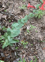 Penstemon murrayanus