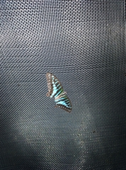 Graphium policenes policenes