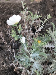 Argemone glauca