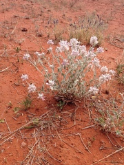 Ptilotus sessilifolius