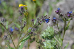 Anchusa arvensis orientalis