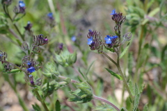 Anchusa arvensis orientalis