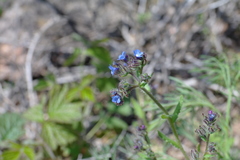 Anchusa arvensis orientalis