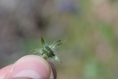 Anchusa arvensis orientalis