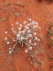 Ptilotus sessilifolius