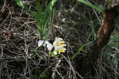 Freesia caryophyllacea