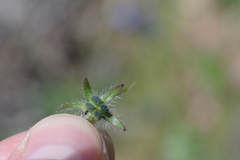 Anchusa arvensis orientalis