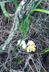 Freesia caryophyllacea