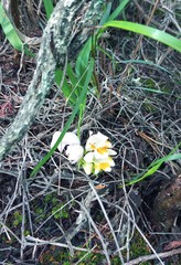 Freesia caryophyllacea